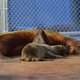 Image: Smithsonian’s National Zoo